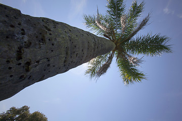 Image showing palm tree 