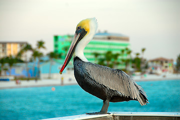 Image showing Pelican