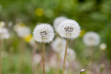 Image showing  Dandelions