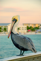 Image showing Pelican