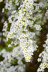 Image showing A beautiful flowering tree