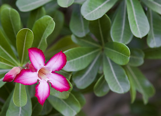 Image showing Beautiful flowers of Israel