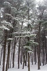 Image showing Winter forest