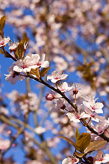 Image showing A beautiful flowering tree