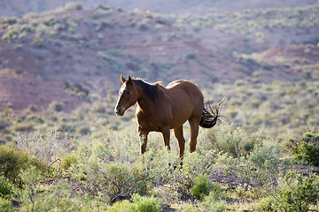 Image showing Horse