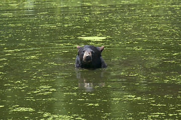 Image showing Black bear is swimming in a pond