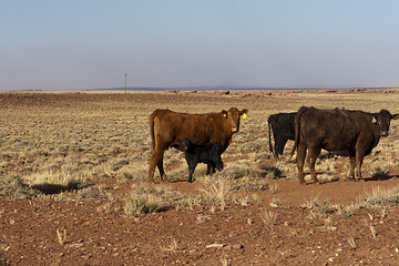 Image showing Calfs and Cows
Calfs and Cows
