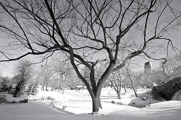 Image showing Central Park, New York. Beautiful park in beautiful city. 