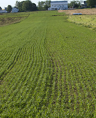 Image showing The Rural Farmland