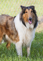 Image showing 
Rough collie - Scottish shepherd