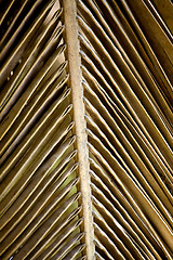 Image showing Dried palm leaf 