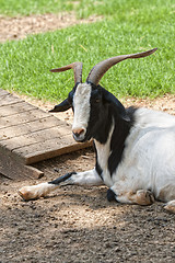 Image showing Resting Goat