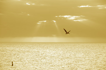 Image showing Golden Gulf of Mexico