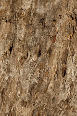 Image showing Natural distressed bark of tree trunk