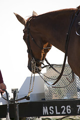 Image showing Horseback Riding.