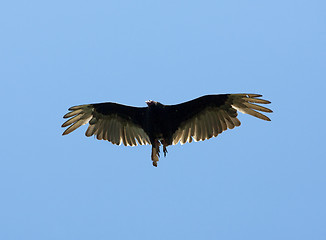 Image showing Flying Eagle