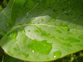 Image showing Raindrop