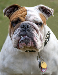 Image showing English Bulldog