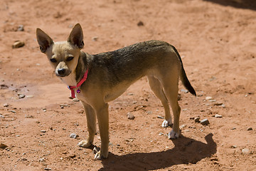 Image showing Dog