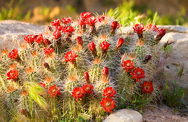 Image showing Cactus blossom