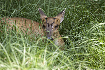 Image showing Muntjac deer hiding in grass