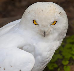 Image showing Snowy Owl