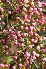 Image showing A beautiful flowering tree