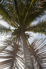 Image showing Palm-tree with coconuts