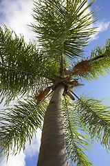 Image showing palm tree 