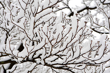 Image showing Winter ornament. Snow coverd branches of tree