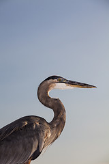 Image showing Great Blue Heron