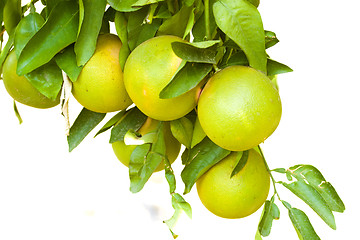 Image showing Citrus tree