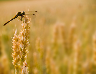 Image showing Dragonfly