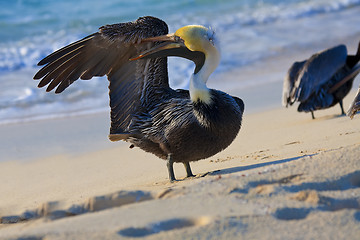 Image showing Pelican is walking on a shore