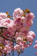 Image showing A beautiful flowering tree