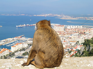 Image showing Barbary Ape