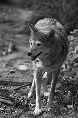 Image showing Wolf