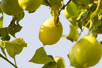 Image showing Lemon tree