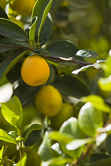 Image showing Citrus tree