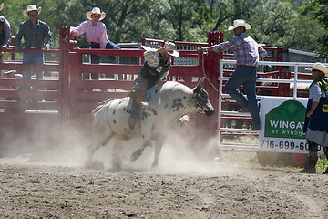 Image showing Rodeo