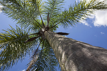 Image showing palm tree 