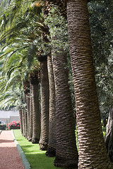 Image showing Palm-trees