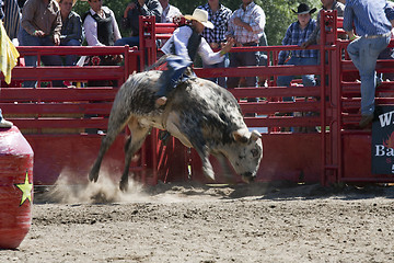 Image showing Rodeo