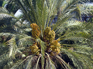 Image showing  Dates palmtree