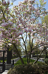 Image showing Blooming trees in Lafoet park
