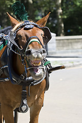 Image showing Horse at park