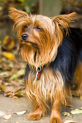 Image showing Yorkie