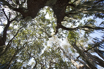 Image showing Mysterious Spanish Moss