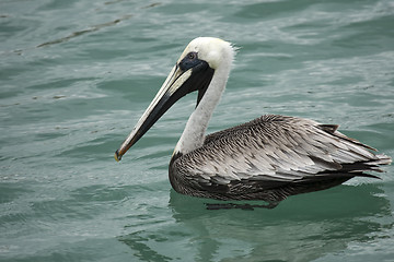 Image showing Pelican is floating on sunny day  