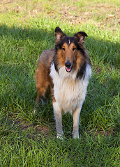 Image showing 
Rough collie - Scottish shepherd